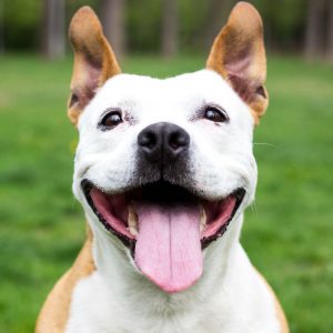 Pet Keepsakes